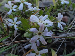 Scaevola albida