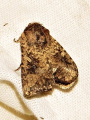 Tycomarptes inferior