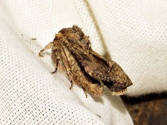 Tycomarptes inferior