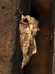 Tycomarptes inferior