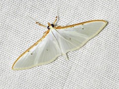 Palpita vitrealis