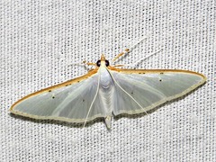 Palpita vitrealis
