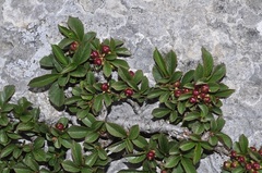 Rhamnus infectoria