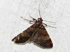 Hydrillodes uliginosalis