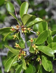 Rhamnus infectoria