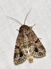 Spodoptera triturata