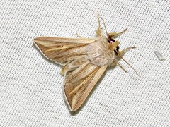 Mythimna tincta
