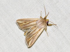 Mythimna tincta