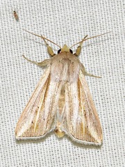 Mythimna tincta