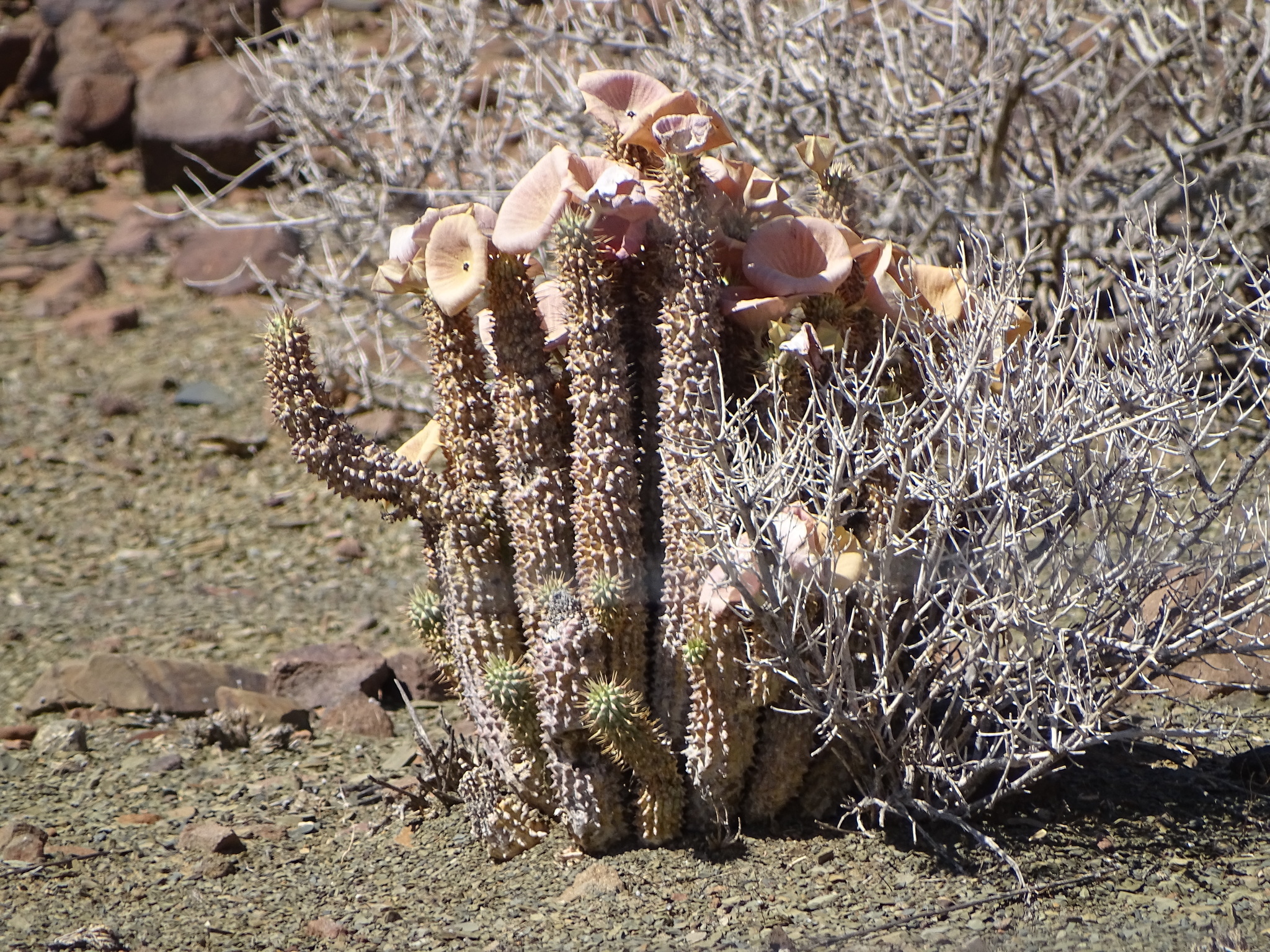 Stapelia gordonii Masson 2