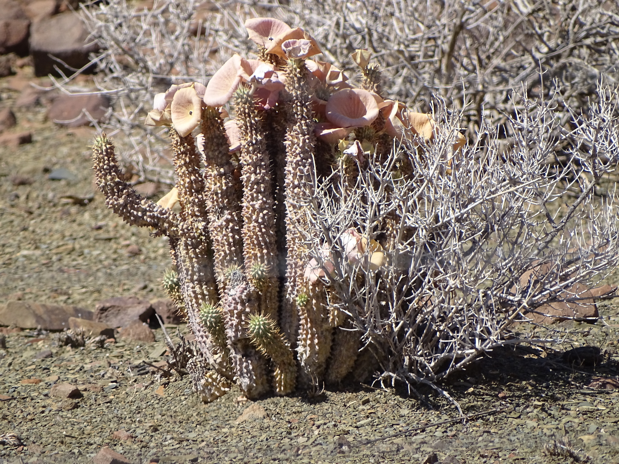 Stapelia gordonii Masson