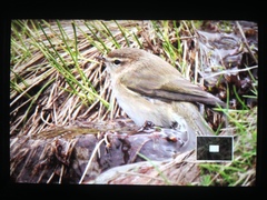 Phylloscopus sindianus