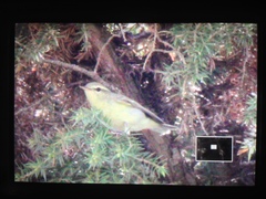 Phylloscopus nitidus