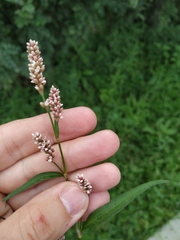 Persicaria maculosa
