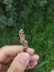 Persicaria maculosa