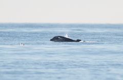 Tursiops truncatus ponticus