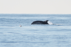 Tursiops truncatus ponticus