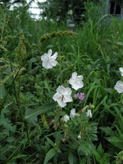 Silene latifolia alba