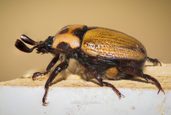 Oryctomorphus maculicollis