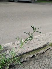 Chenopodium