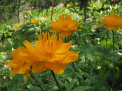 Trollius ledebourii