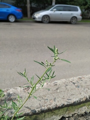 Chenopodium