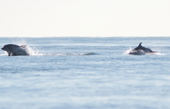 Tursiops truncatus ponticus