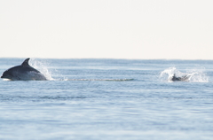 Tursiops truncatus ponticus