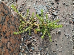 Amaranthus albus