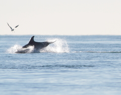Tursiops truncatus ponticus