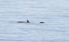 Tursiops truncatus ponticus