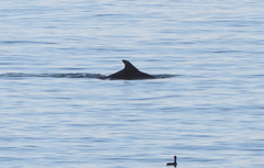 Tursiops truncatus ponticus