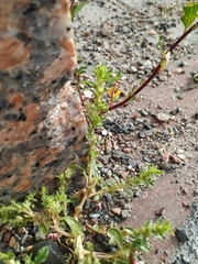 Amaranthus albus