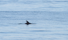 Tursiops truncatus ponticus