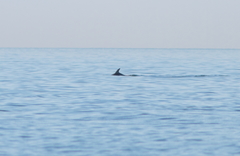Tursiops truncatus ponticus