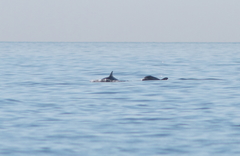 Tursiops truncatus ponticus
