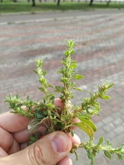 Amaranthus albus