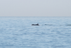 Tursiops truncatus ponticus