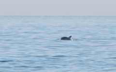Tursiops truncatus ponticus