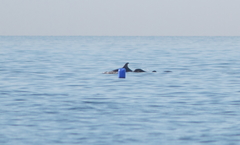 Tursiops truncatus ponticus