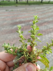 Amaranthus albus
