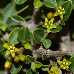 Rhamnus myrtifolia
