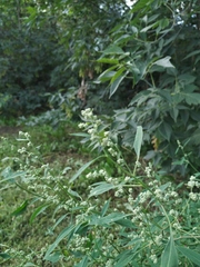 Chenopodium