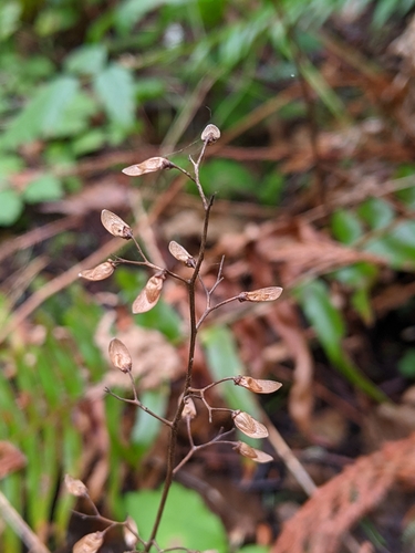 Threeleaf Foamflower