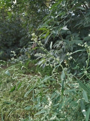 Chenopodium