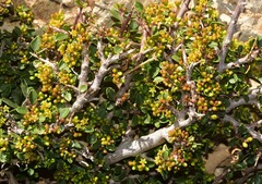 Rhamnus myrtifolia