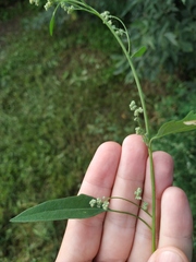 Chenopodium