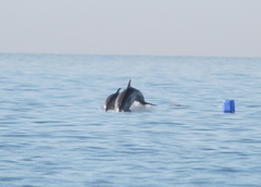 Tursiops truncatus ponticus