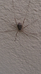 Opilio saxatilis