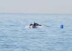 Tursiops truncatus ponticus